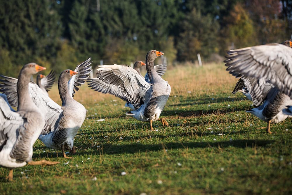 Le travail d'agriculteur